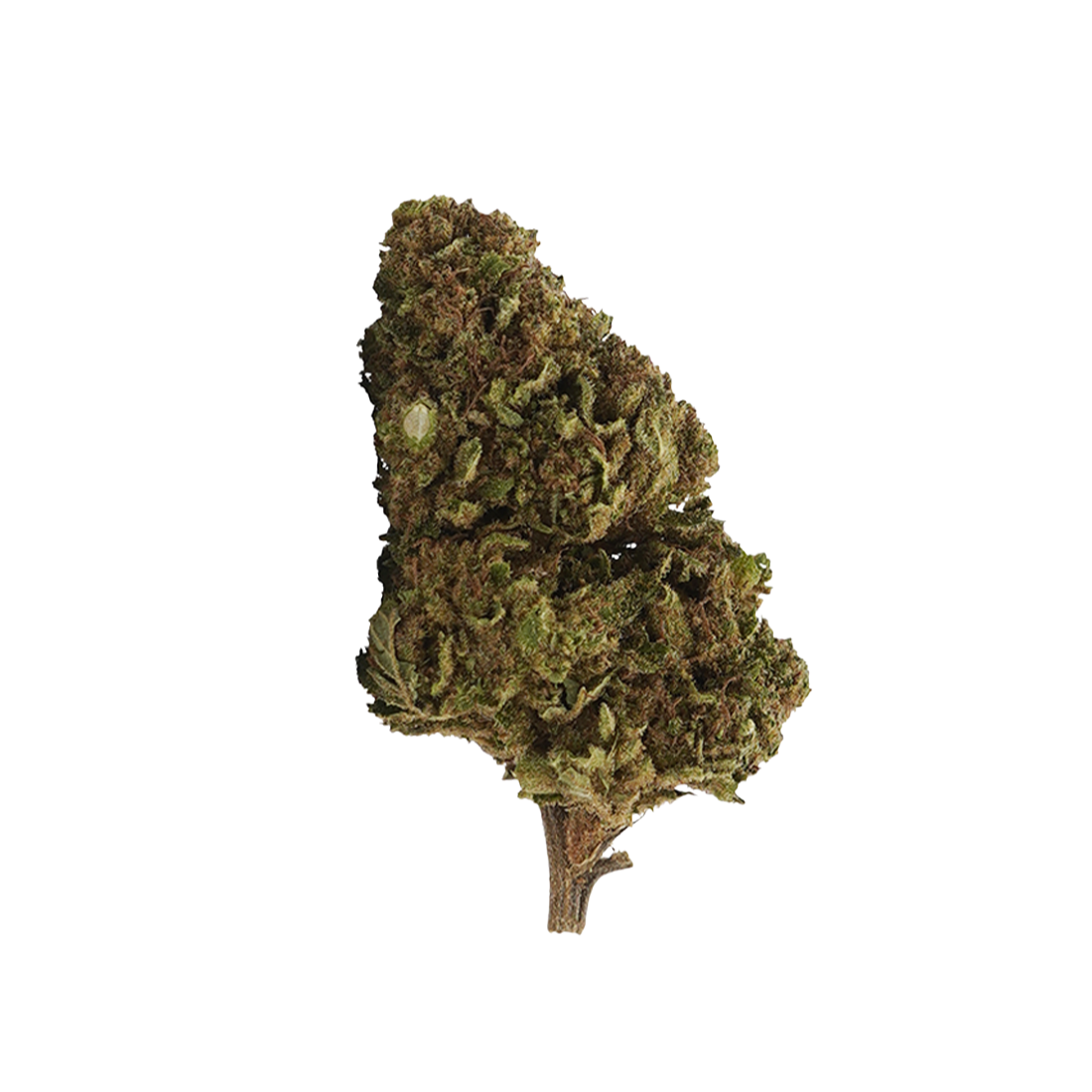 White Widow 10-OH-HHC 🕸️ – 1