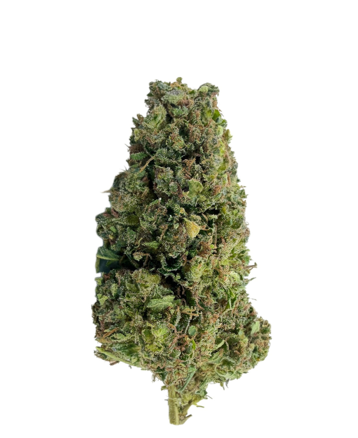 Biscotti THC+ 🍪 – 1